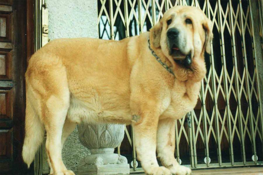 Испанский мастиф — описание породы и характер собаки
