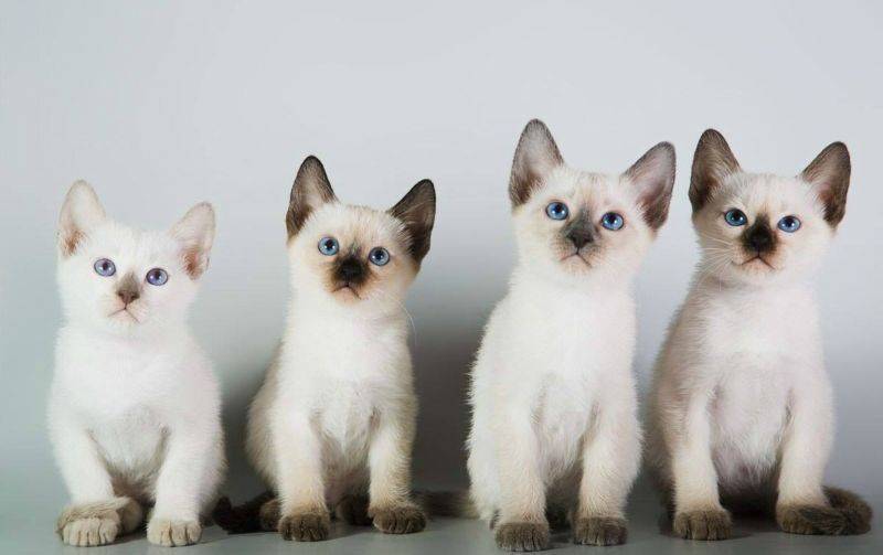Тайская кошка. описание, особенности, уход и цена тайской кошки