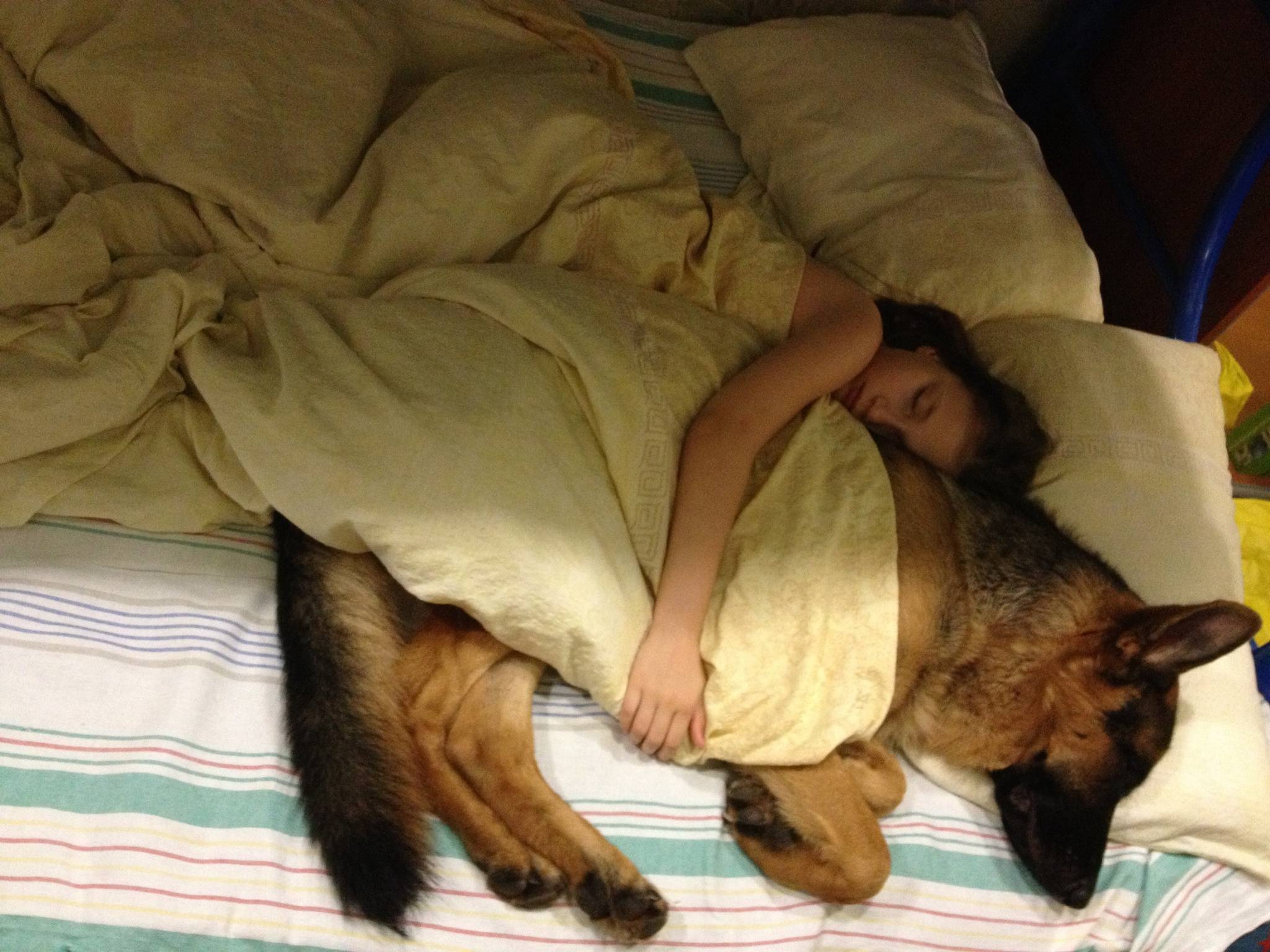 Как отучить той терьера от кровати. как отучить собаку спать на кровати с хозяином: самые простые способы