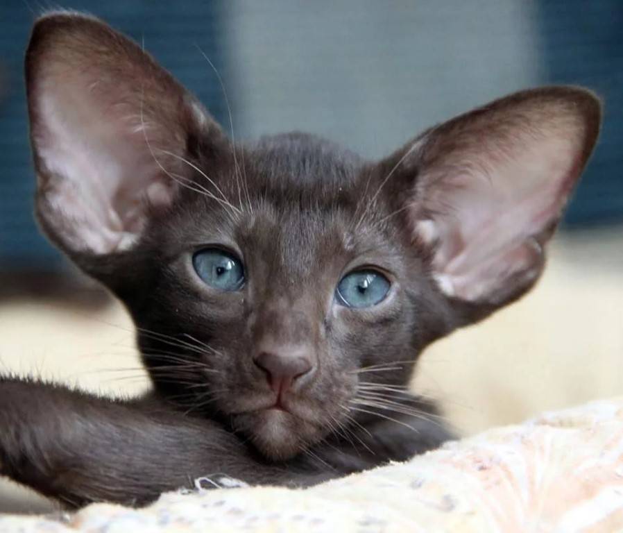Кошки с большими ушами: обзор пород
