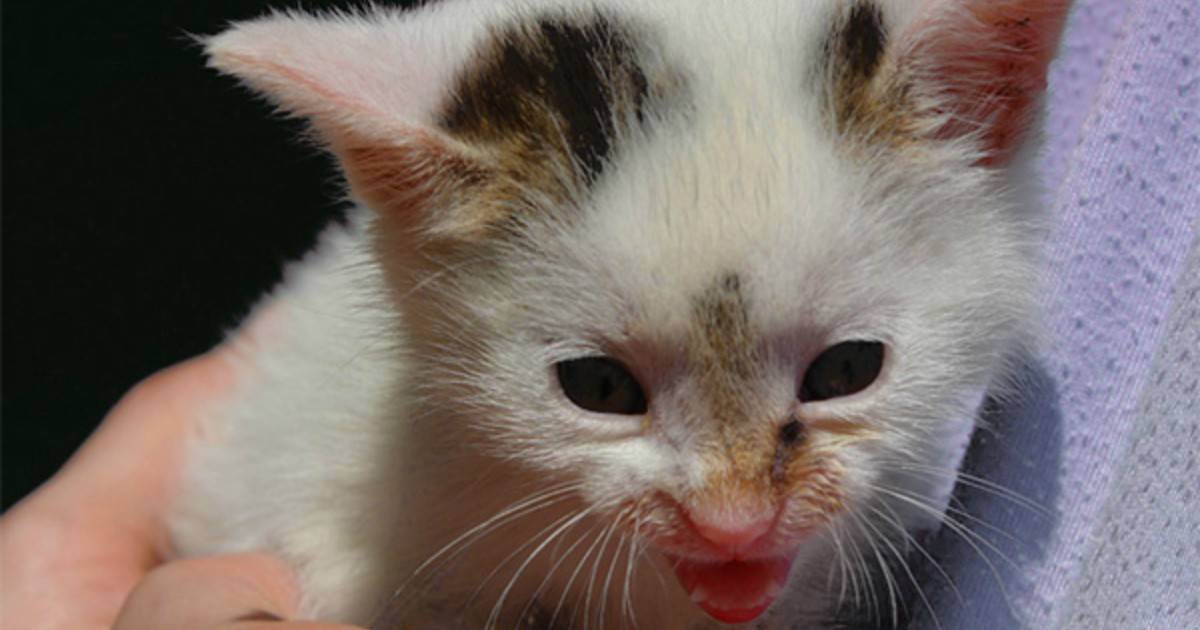 Болезнь чумка у кошек: фото, инкубационный период, последствия