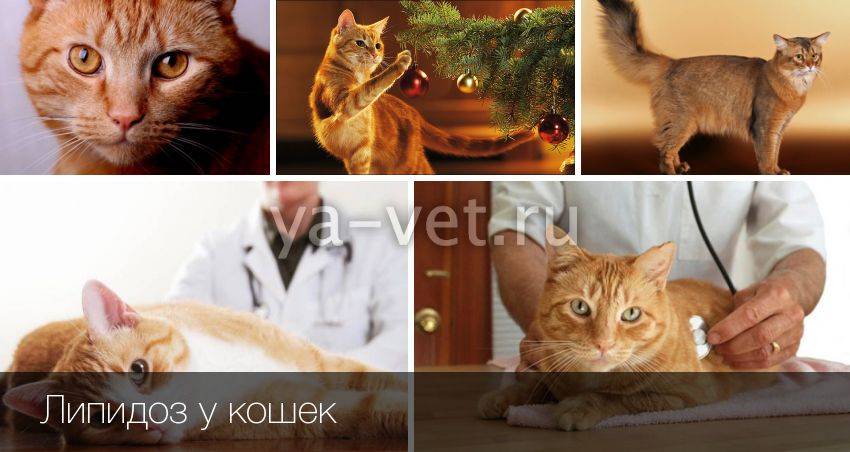 Липидоз печени у кошек: симптомы и ветеринарная диагностика, признаки и лечение заболевания. питание кота: чем кормить питомца во время недуга