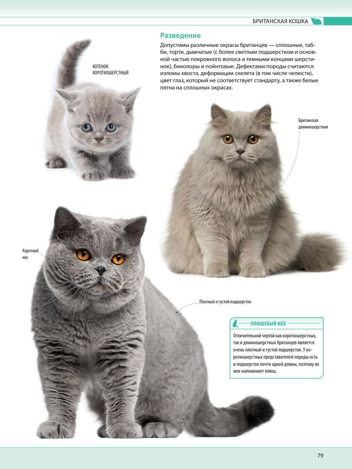 Серые кошки: воплощение стиля и элегантности