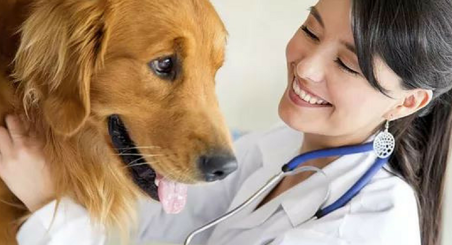 Основные ветеринарные процедуры для вашей собаки