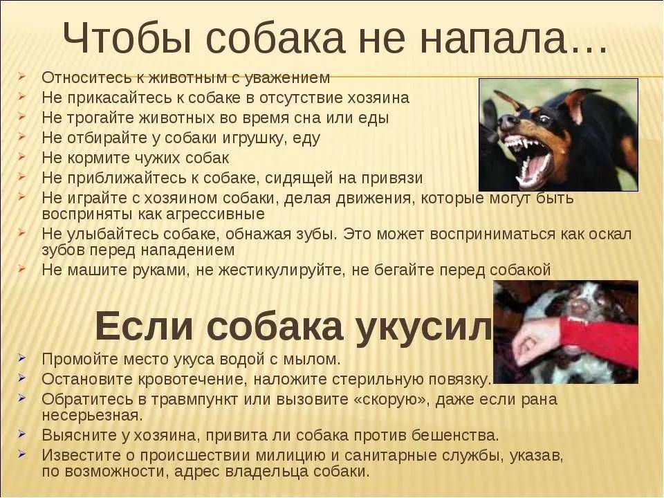 Как защититься от стаи бродячих собак?
