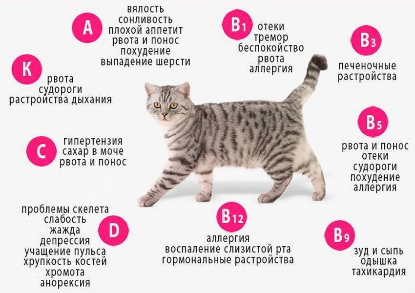 Кошку или кота рвёт: виды рвоты (сухим кормом, жёлтой жидкостью, белой пеной и другие), причины, лечение в домашних условиях
