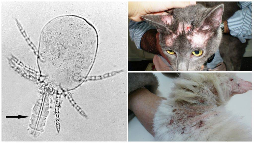 Подкожные клещи у кошки (демодекоз). причины, симптомы и лечение