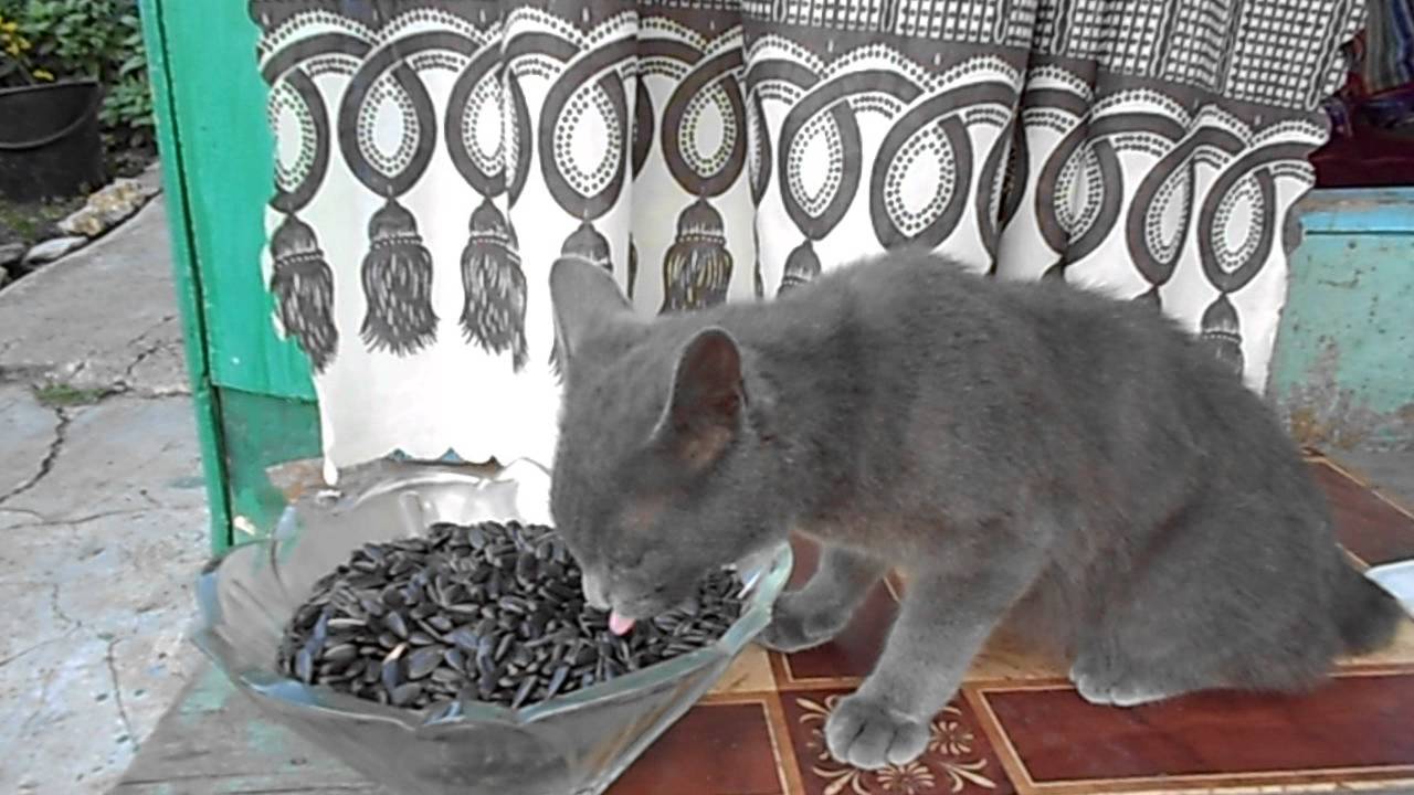 Почему кот ест семечки?