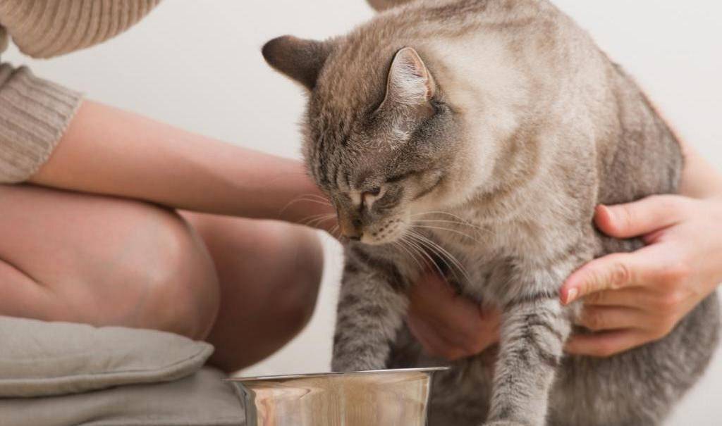 Почему кошка не ест [13 причин и что делать]