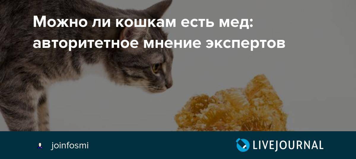 Можно ли кошкам мед?