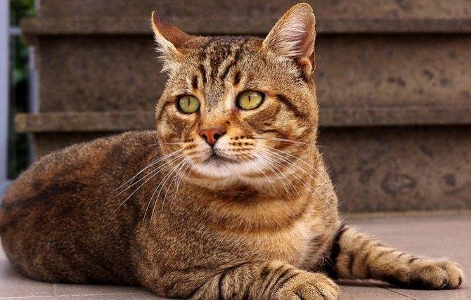 Кельтская кошка — фото, описание породы, содержание, цена котят, характер. здоровье, отзывы