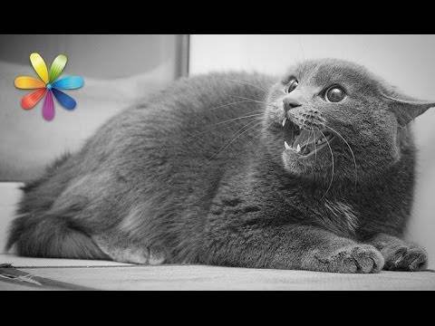 Агрессия у кошек: разбираемся в причинах и способах устранения