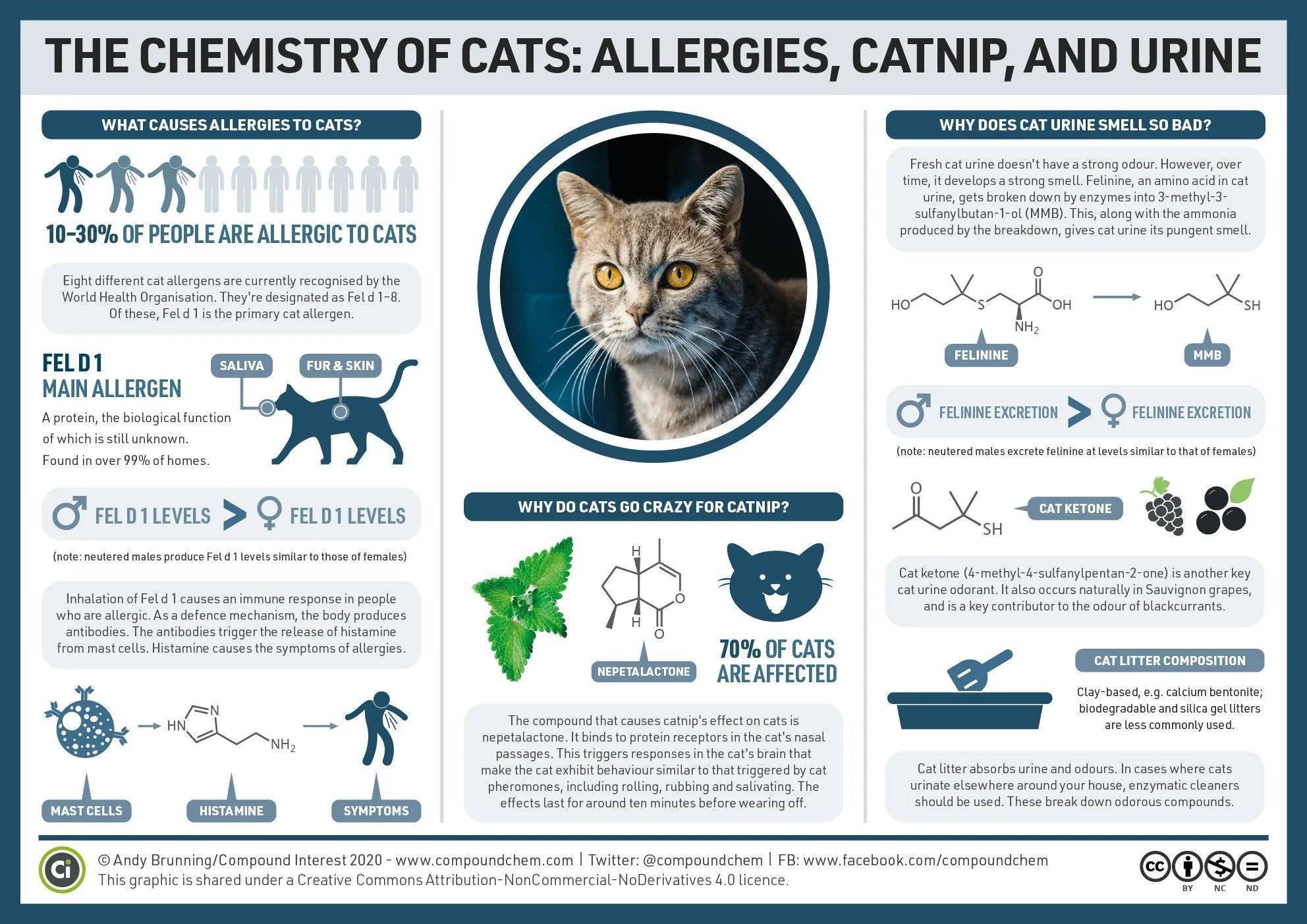 Как избавиться от аллергии на кошек: причины и симптомы – эл клиника