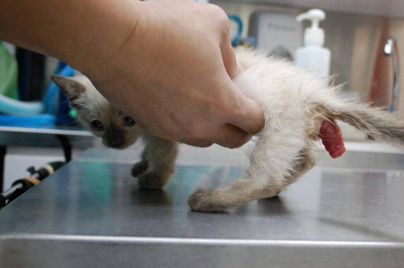 Понос у кошки с кровью и слизью: причины и лечение