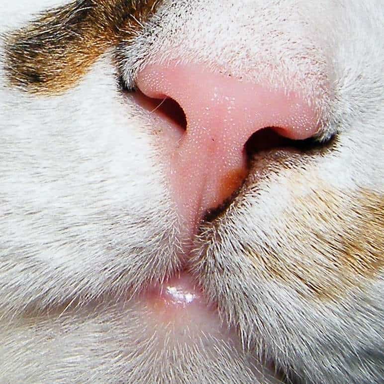 Какой нос должен быть у здоровой кошки и почему он холодный, мокрый, горячий или сухой