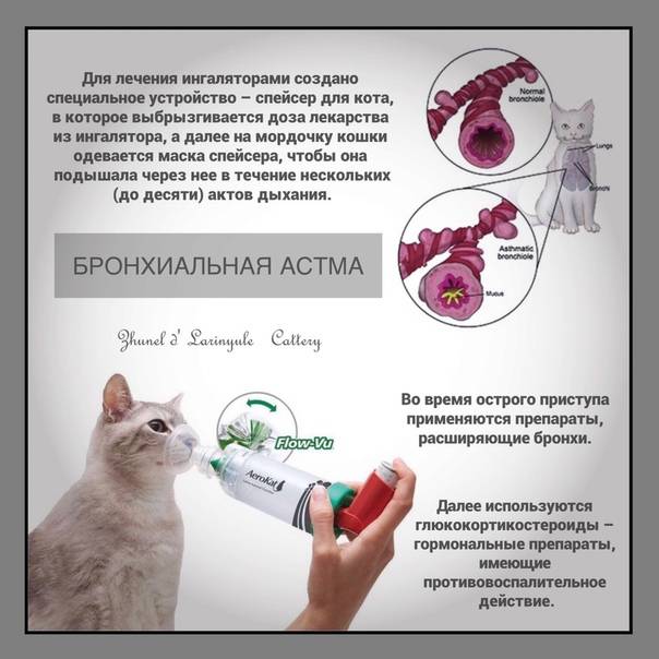 Отек конечностей (морда, шея, лапы, живот) у кошек - симптомы, лечение, препараты, причины появления