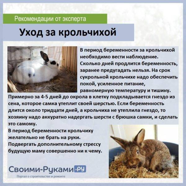 Беременна ли крольчиха. Беременность кролика длится. Сколько дней длится беременность у кроликов. Беременность у декоративных кроликов.