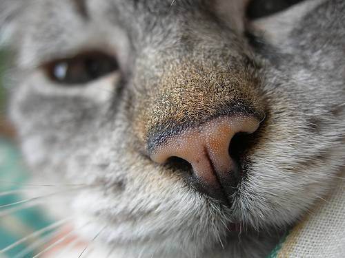Сухой нос у кошки: причины и нужно ли беспокоиться | кот и кошка