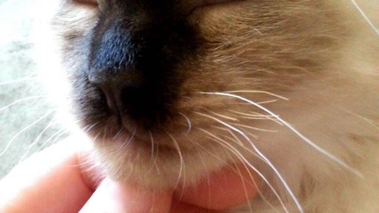 Варианты что можно сделать если у котенка обламываются усы: нормально ли это