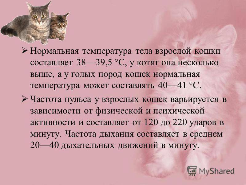 Какой должна быть нормальная температура тела у кошек и котов: как померить, что считается нормой, причины отклонений и первая помощь