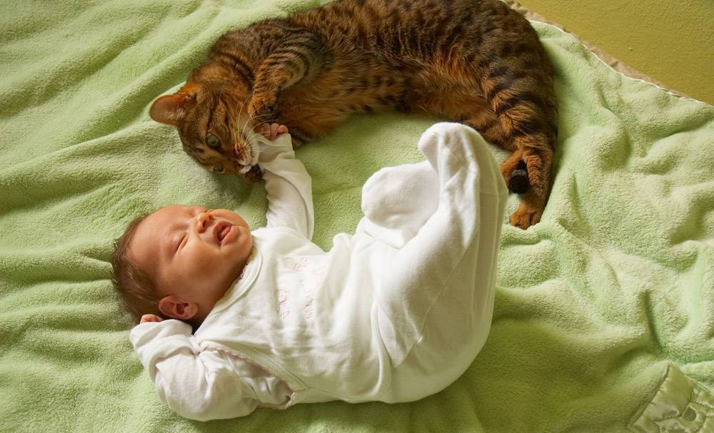 Как кошки относятся к новорожденным детям