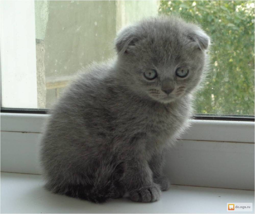 Шотландские вислоухие кошки имена. Шотландский вислоухий котенок серый клички. Вислоухая котенок девочка серая. Шотландские котята вислоухие мальчики. Шотландская вислоухая мальчик.