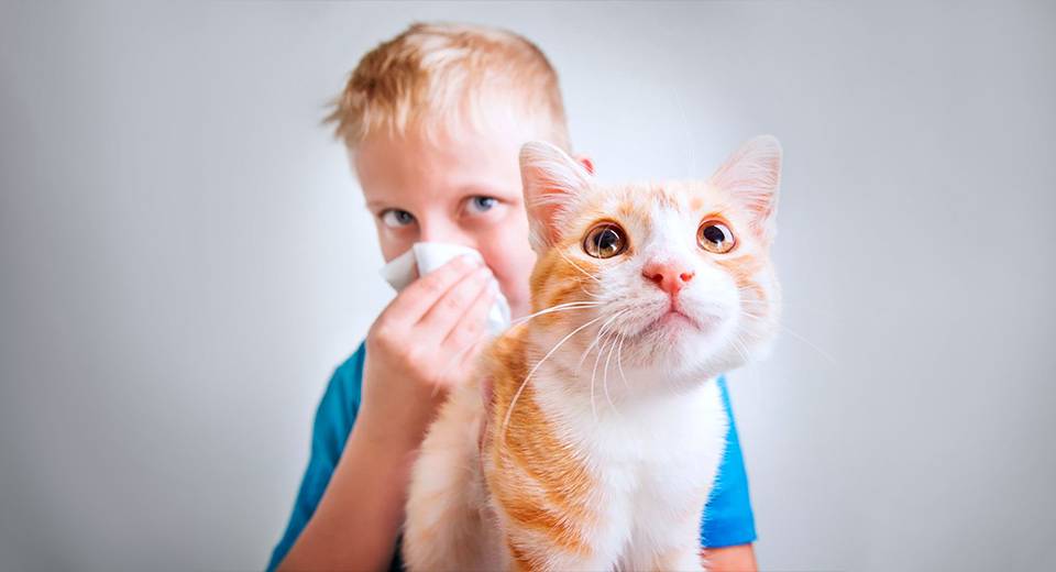 Аллергия на кошек. Как силикон действует на шерсть животных. Я боролась с аллергией на шерсть.
