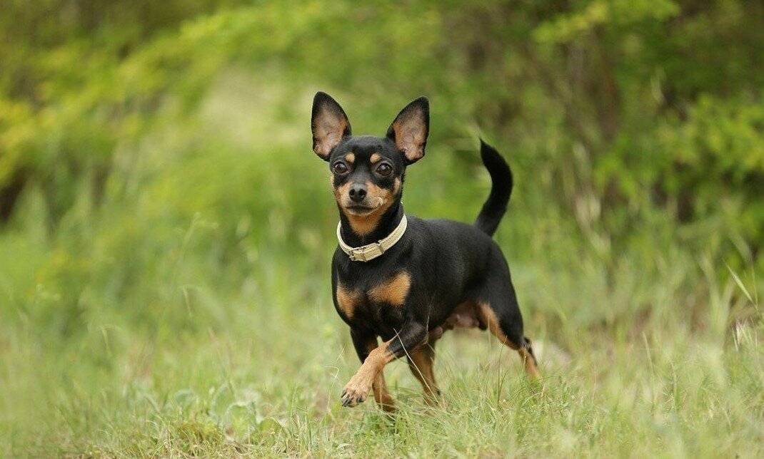 Пражский крысарик - характер и темперамент, выращивание и дрессировка щенков, уход и рацион питания
