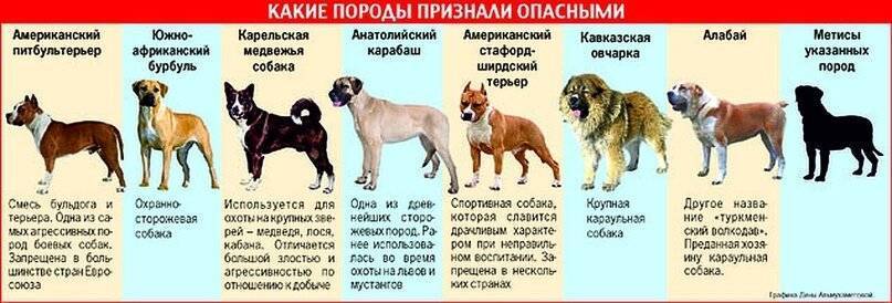 10 самых бойцовских пород собак