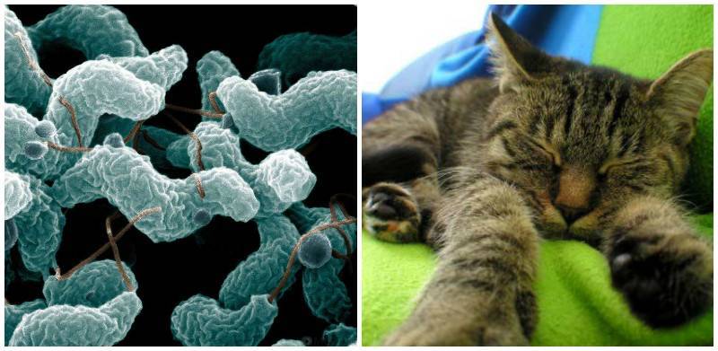 Коронавирус у кошек и котов: симптомы, лечение, тесты