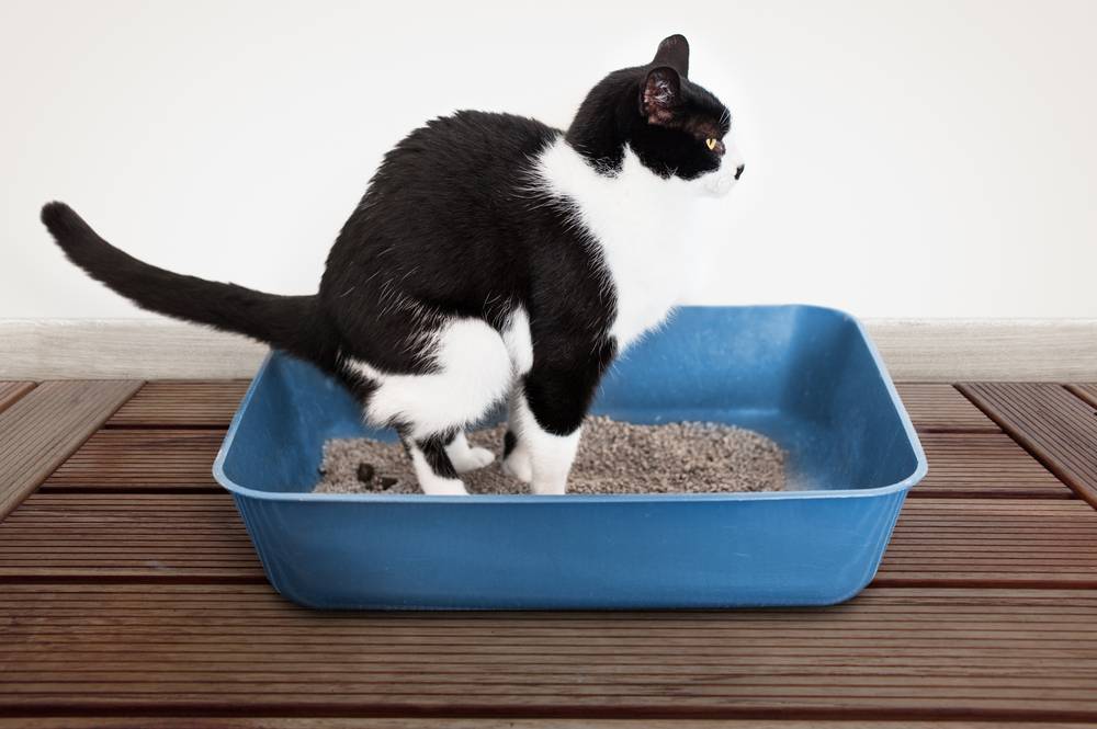 Почему кошка не ходит в лоток – причины и их решения