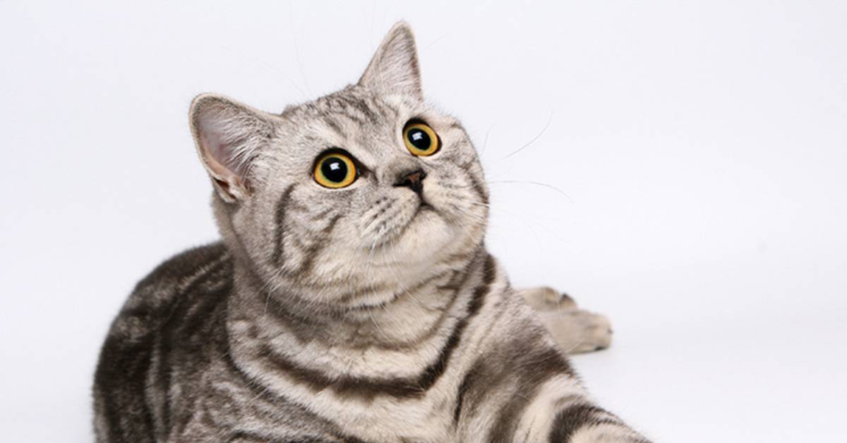 Порода кошки из рекламы вискас