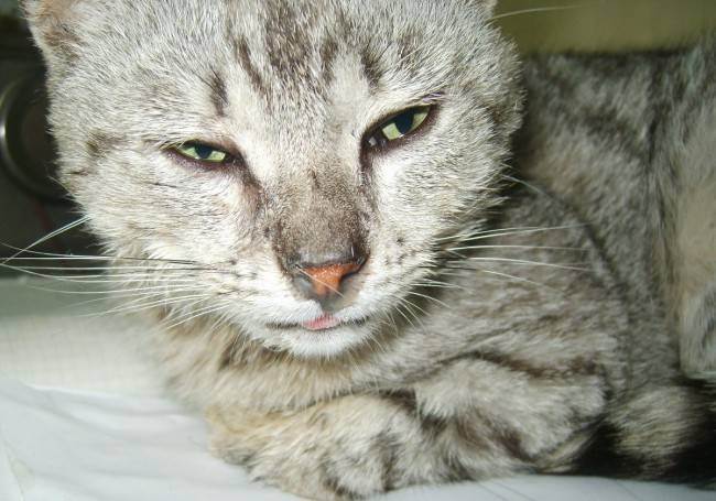 Причины и лечение насморка у кошек и котов