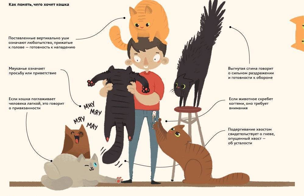 Агрессия у кошек: возможные причины и что делать в этой ситуации?