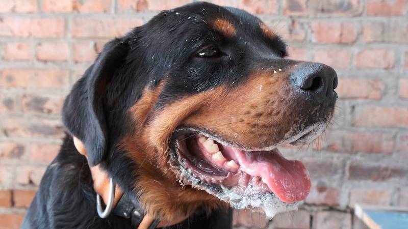 Пена изо рта у собаки: причины, диагностика болезни, первая помощь