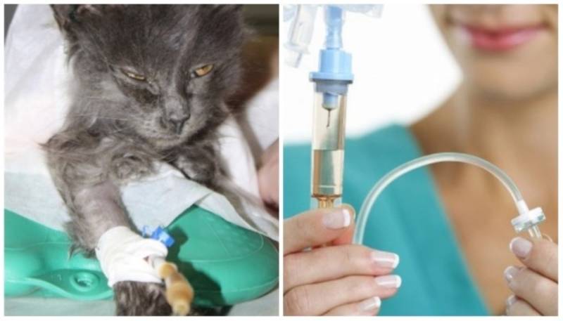 Отравление у кошки: симптомы, лечение | zoosecrets