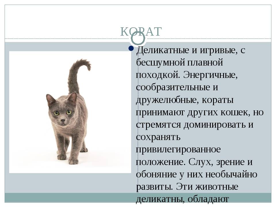 Корат: описание породы, фото кошки, характер и поведение, отзывы вледельцев