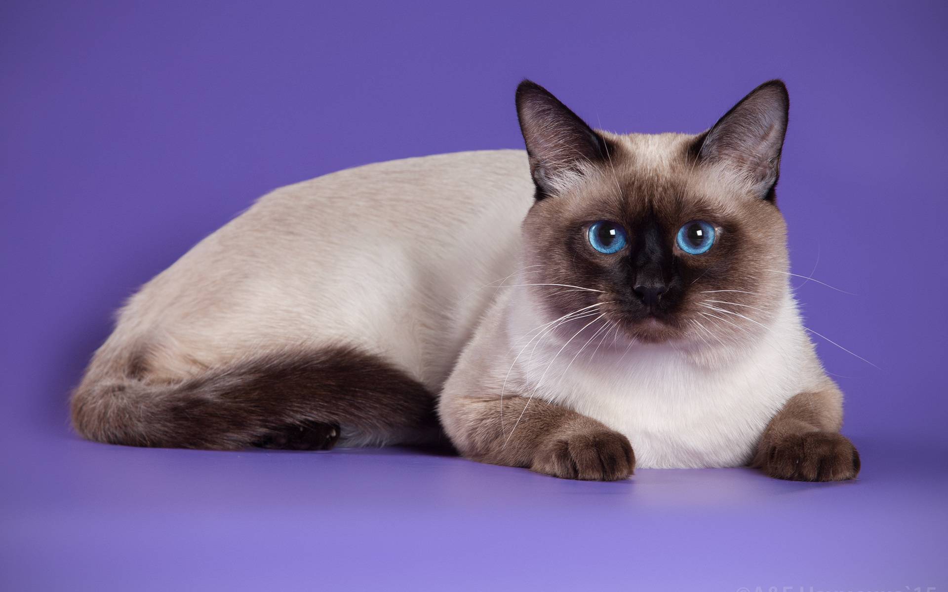 Тайская кошка: характер, описание породы и особенности содержания (90 фото)