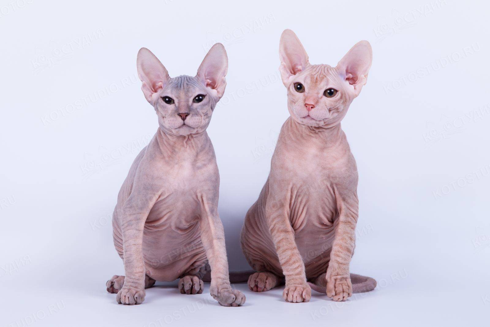 Порода кошек сфинкс: плюсы, минусы, стоит ли заводить | плюсы и минусы