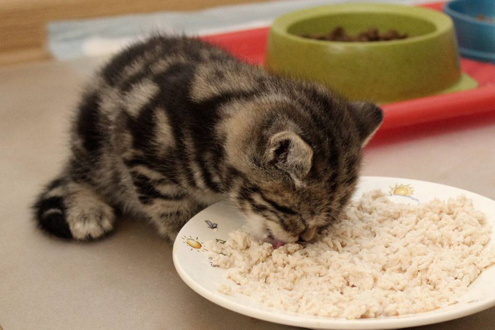 Можно ли и с какого возраста давать котятам сухой корм
можно ли и с какого возраста давать котятам сухой корм
