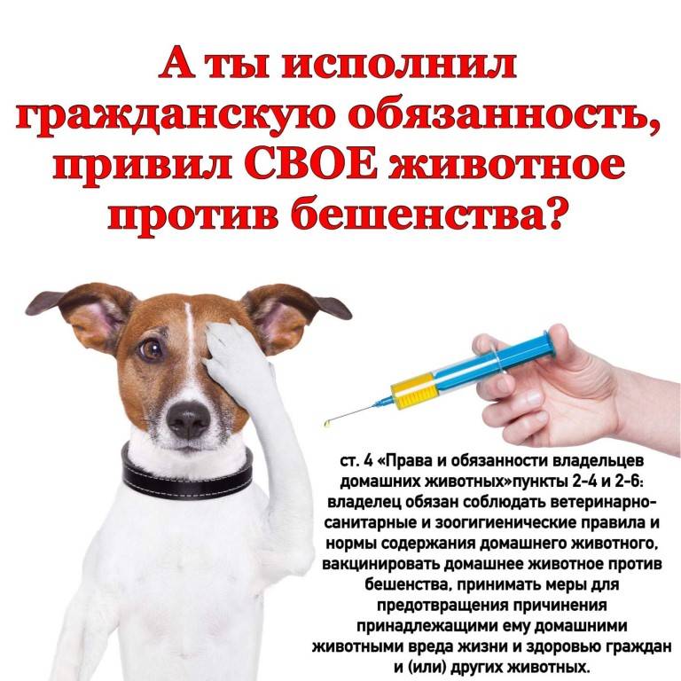 Прививки собакам: от бешенства, лишая, комплексные в ветеринарной клинике ionvet | ветеринарная клиника ionvet
