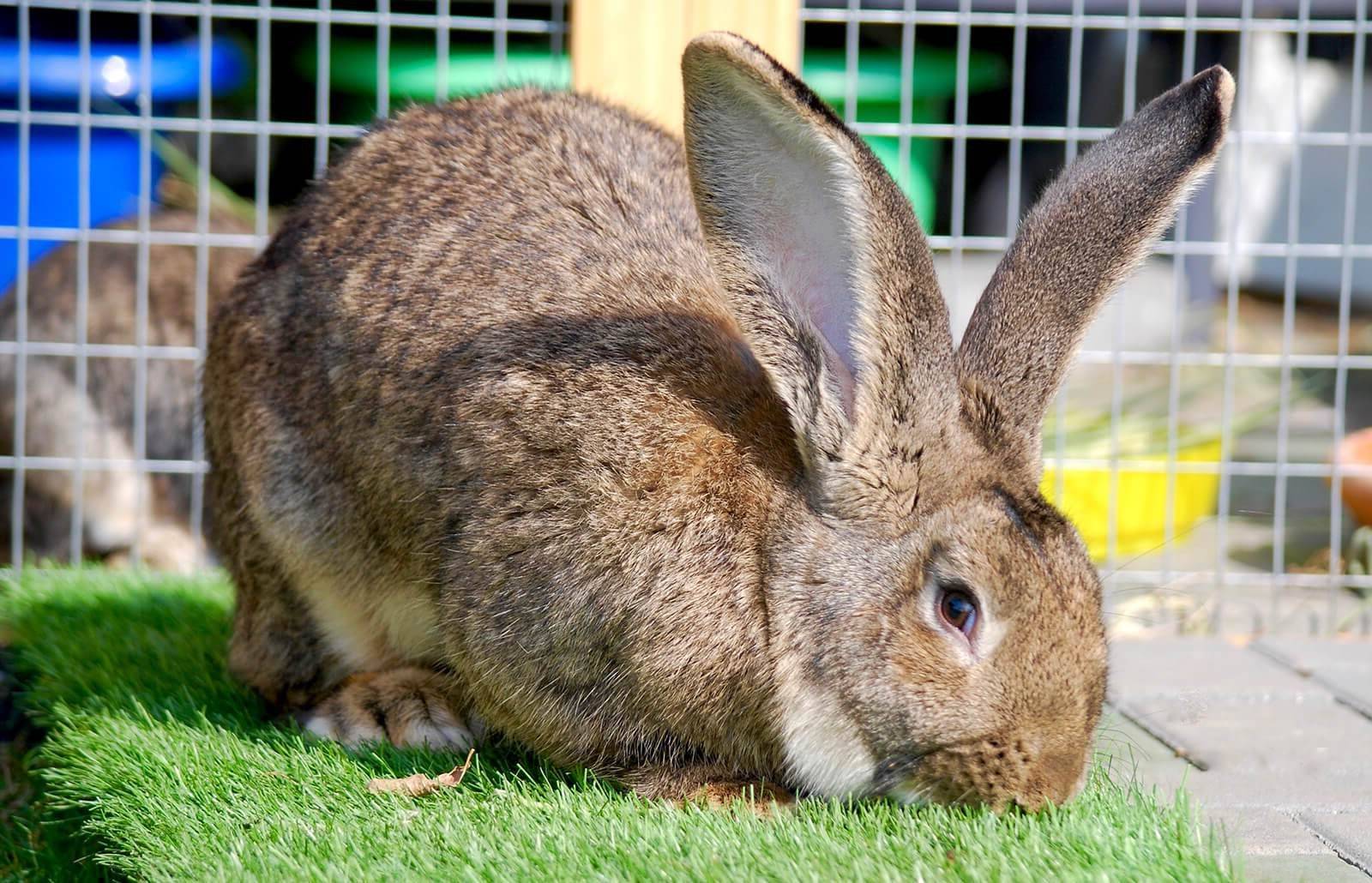 Кролик фландр (породы бельгийский великан) - характеристика и уход