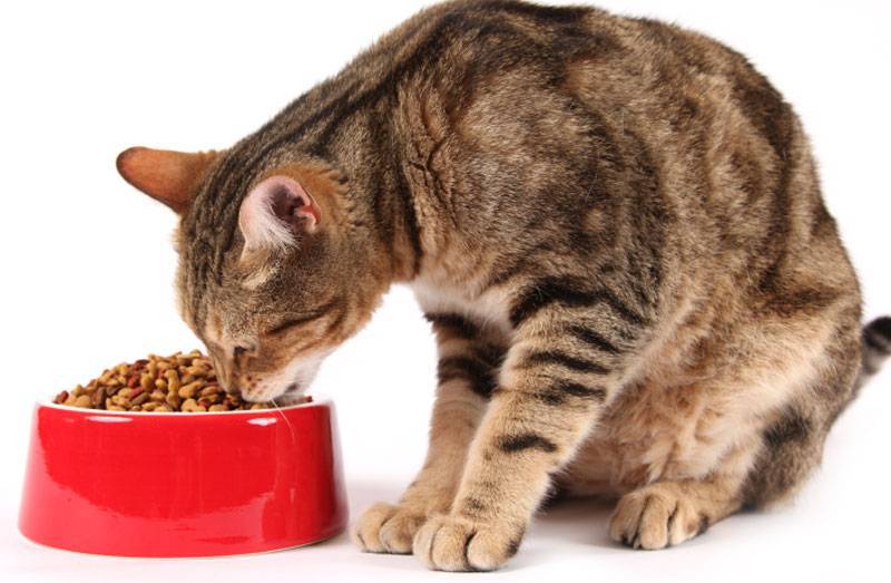 Можно ли кормить кошку сухим, влажным и натуральным кормом одновременно? как правильно смешивать корма? за и против их совмещения