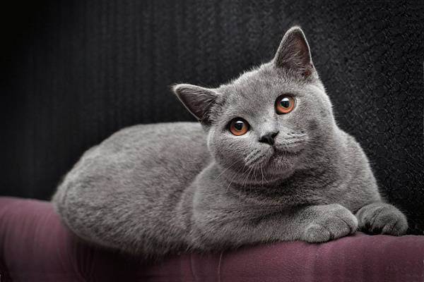 Британская кошка: питомец с характером