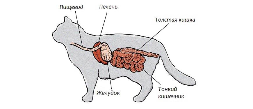 Инородные тела в желудочно-кишечном тракте животных
