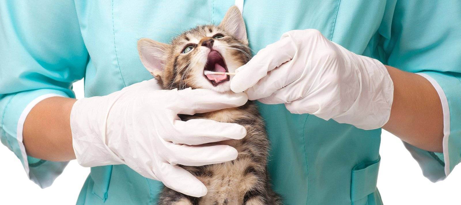 Запор у кошки - причины, симптомы, лечение, профилактика