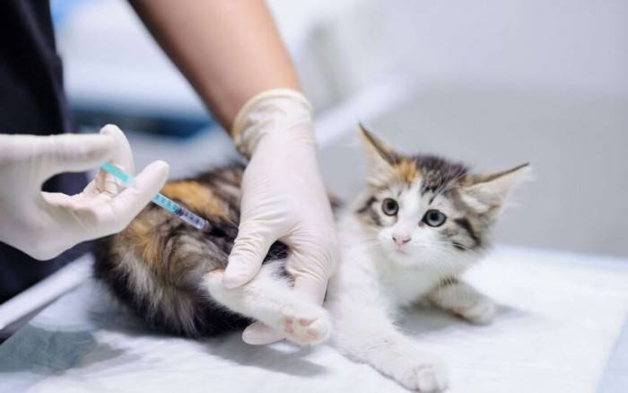 Прививка против бешенства у кошек