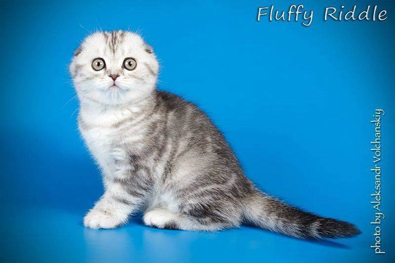 Шотландская кошка золотого окраса (14 фото): особенности окраса, характеристика породы, особенности ухода за взрослыми кошками и котятами