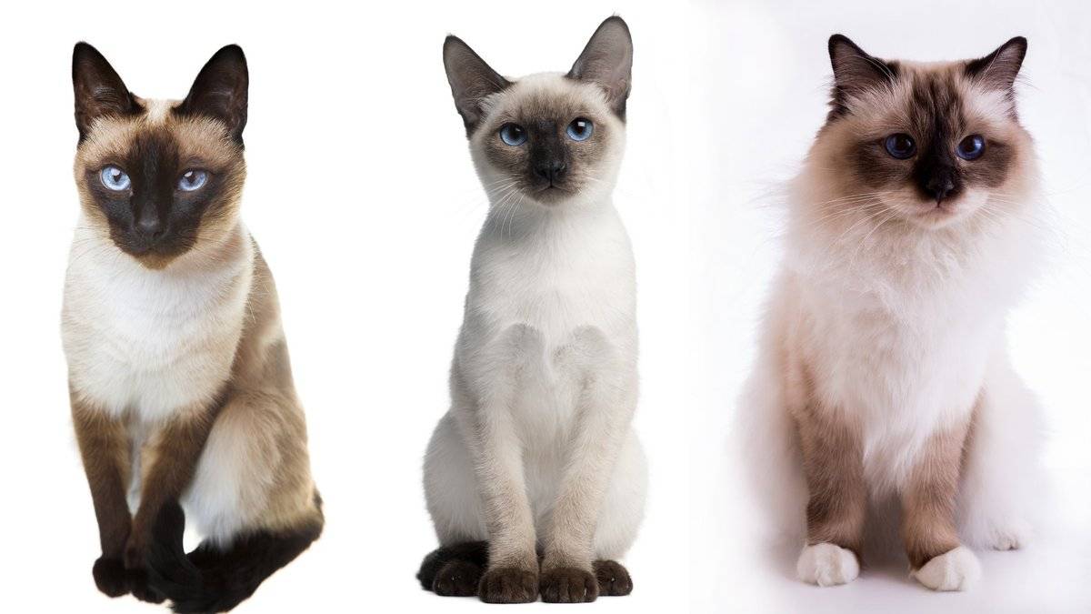 Тайская кошка и сиамская: отличия, сходства, особенности пород, фото