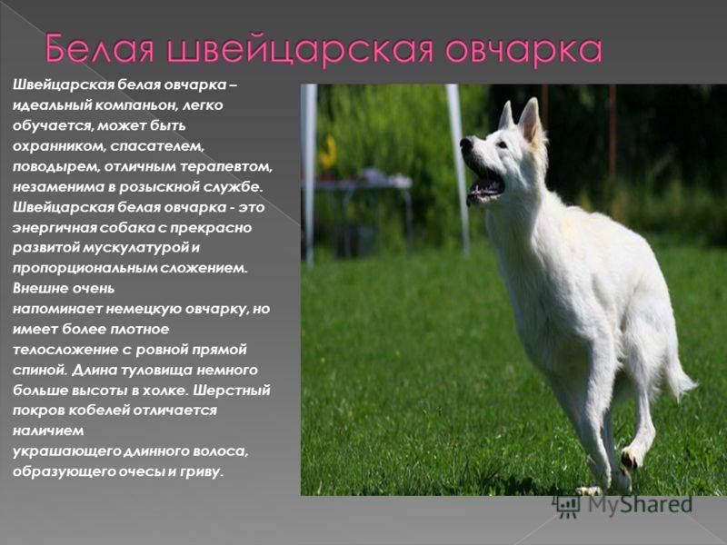 Белая швейцарская овчарка: описание породы